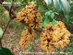 Turraeanthus africanus Avodire